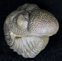 Enrolled Barrandeops (Phacops) Trilobite #18670