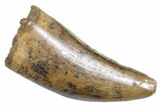 Serrated, Tyrannosaur (Nanotyrannus) Tooth - Wyoming #357063