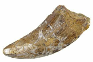 Serrated, Tyrannosaur (Nanotyrannus) Tooth - Wyoming #357065