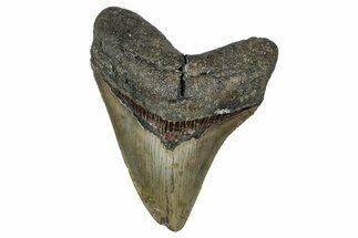 Serrated, Fossil Megalodon Tooth - North Carolina #355857