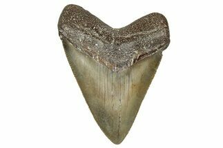 Serrated, Juvenile Megalodon Tooth - North Carolina #355869