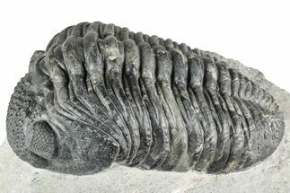 Phacopid (Drotops) Trilobite - Mrakib, Morocco #357346
