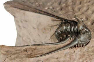Kettneraspis Trilobite With Long Occipital - Lghaft, Morocco #357354