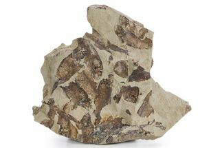 Fossil Fish (Gosiutichthys) Mortality Plate - Wyoming #357184