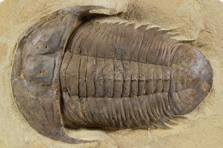 Homalonotid (Iberocoryphe?) Trilobite - Very Rare! #357357