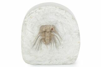 Spiny Trilobite (Kettneraspis) - Black Cat Mountain, Oklahoma #357362