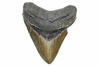 Serrated, Fossil Megalodon Tooth - North Carolina #357367