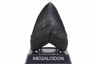 Serrated, Fossil Megalodon Tooth - South Carolina #357371