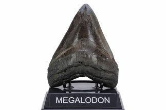 Fossil Megalodon Tooth - South Carolina #357372