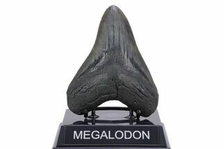 Fossil Megalodon Tooth - South Carolina #357373