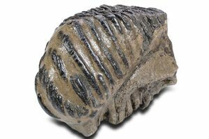 マンモス化石　博物館級　upper molar with M2 Awesome 9.6