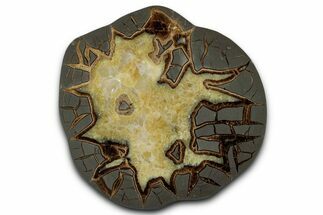 Polished Septarian Slab - Utah #338257