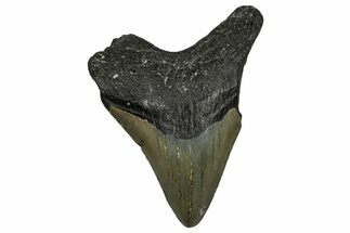 Bargain, Fossil Megalodon Tooth - North Carolina #338571