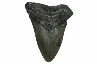 Bargain, Fossil Megalodon Tooth - North Carolina #338572