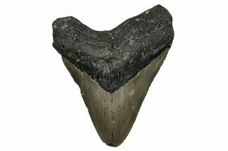 Serrated, Fossil Megalodon Tooth - North Carolina #338575