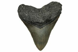 Serrated, Fossil Megalodon Tooth - North Carolina #338579