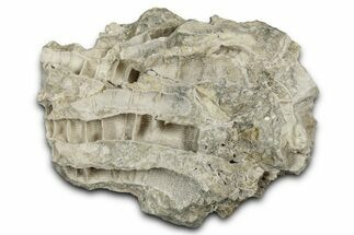 Silurian Dolostone w/ Sparkling Fossil Coral (Fletcheria) - Ohio #346090