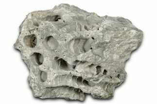 Silurian Dolostone w/ Sparkling Fossil Coral (Fletcheria) - Ohio #346094