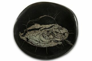 Polished Fish Coprolite (Fossil Poo) Nodule Half - Scotland #355237