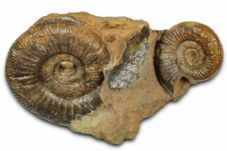 Jurassic Fossil Ammonite (Parkinsonia) Pair - Germany #357388