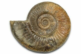 Jurassic Ammonite (Parkinsonia) Fossil - Sengenthal, Germany #357389