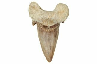 Fossil Shark Tooth (Otodus) - Morocco #353452