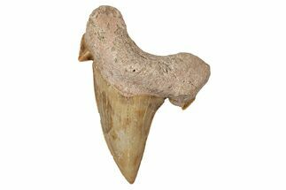 Fossil Shark Tooth (Otodus) - Morocco #353454