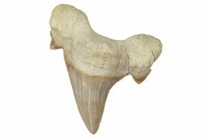 Two Xiphactinus Teeth In Chalk - Kansas (#114574) For Sale