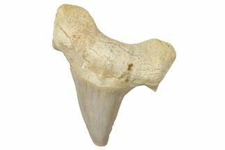 Fossil Shark Tooth (Otodus) - Morocco #353459