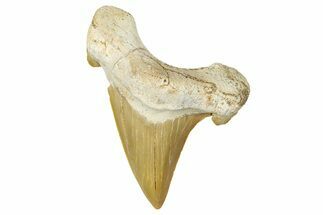Fossil Shark Tooth (Otodus) - Morocco #353460