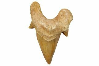 Fossil Shark Tooth (Otodus) - Morocco #353466