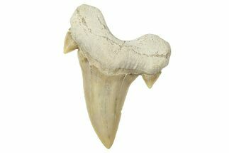 Fossil Shark Tooth (Otodus) - Morocco #353472