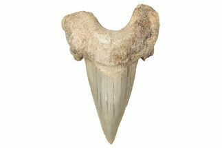 Fossil Shark Tooth (Otodus) - Morocco #353474