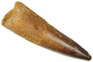 Fossil Spinosaurus Tooth - Real Dinosaur Tooth #357416