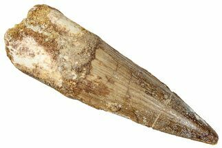 Fossil Spinosaurus Tooth - Real Dinosaur Tooth #357428