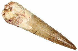 Fossil Spinosaurus Tooth - Real Dinosaur Tooth #357439