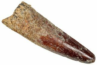 Fossil Spinosaurus Tooth - Real Dinosaur Tooth #357450