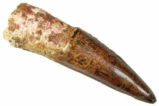 Fossil Spinosaurus Tooth - Real Dinosaur Tooth #357455