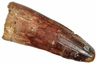 Fossil Spinosaurus Tooth - Feeding Worn Tip #357464