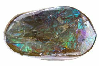 Iridescent Ammolite (Fossil Ammonite Shell) - Alberta #357469