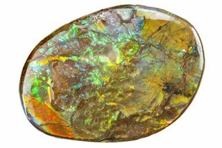 Iridescent Ammolite (Fossil Ammonite Shell) - Alberta #357467