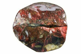 Iridescent Ammolite (Fossil Ammonite Shell) - Alberta #357478
