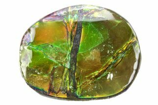 Iridescent Ammolite (Fossil Ammonite Shell) - Alberta #357495
