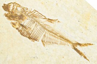 Detailed Fossil Fish (Diplomystus) - Wyoming #357593
