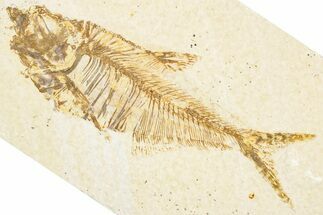 Detailed Fossil Fish (Diplomystus) - Wyoming #357611