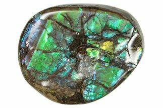 Flashy Ammolite (Fossil Ammonite Shell) - Greens & Blues #357612