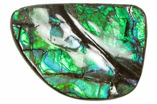 Flashy Ammolite (Fossil Ammonite Shell) - Greens & Blues #357623