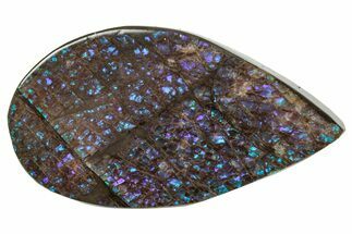 Flashy Ammolite (Fossil Ammonite Shell) - Blues & Purples #357630