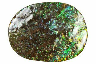 Flashy Ammolite (Fossil Ammonite Shell) - Rainbow Colored #357635