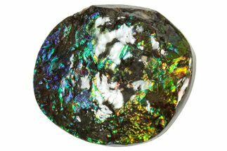 Flashy Ammolite (Fossil Ammonite Shell) - Rainbow Colored #357636